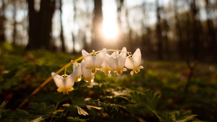 Dutchman's breeches by William Dolak