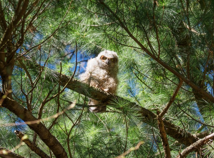 Great Horned Owlet by David Marvin