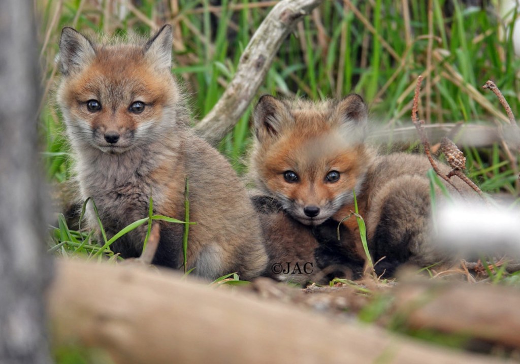 I Spy You Both by Julie