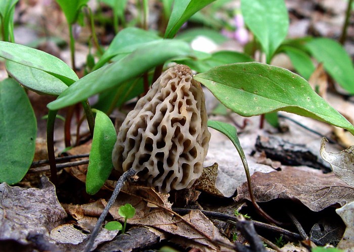 White Morel by Rick Wolanin
