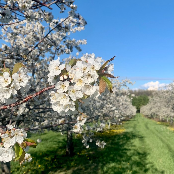 Leelanau Sweet Cherry Blossoms May 5