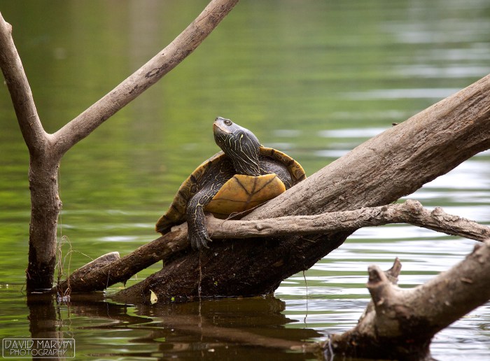 Map Turtle by David Marvin