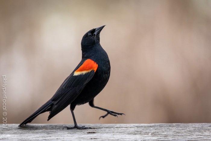 Marching at the Marsh by PKHyperFocal