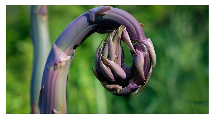 Purple Curl by Mark Smith