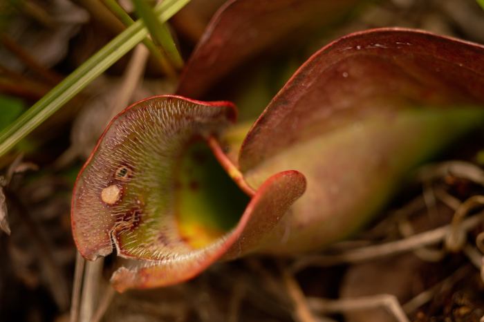 The Last Thing You'll Ever See by William Dolak