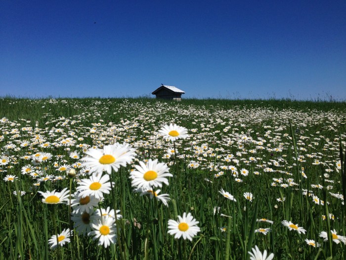 Crazy for Daisies by Andrew McFarlane