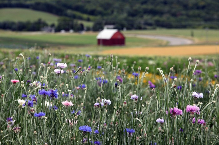 Field of Flowers at the Farm by Robert F Carter