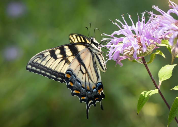 Eastern Tiger Swallowtail Butterfly by David Marvin