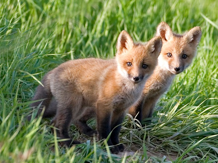 Red Fox Pups (Vulpes vulpes) by John Dykstra