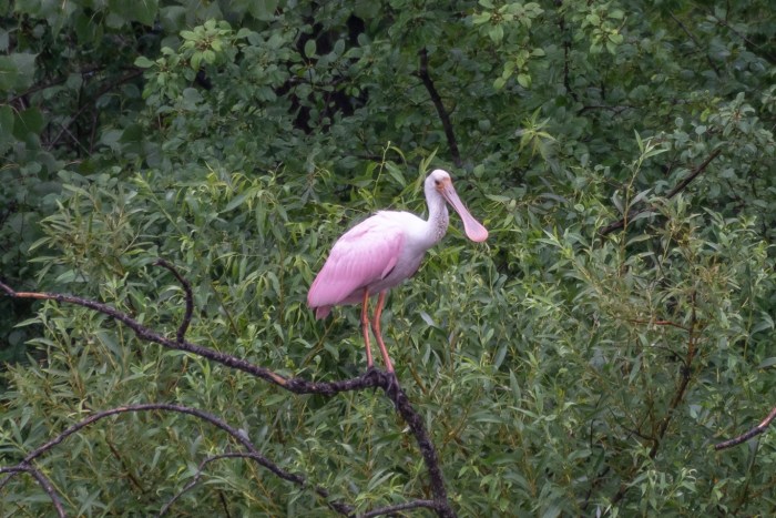 Roseate Spoonbill in Michigan by Bill VanderMolen