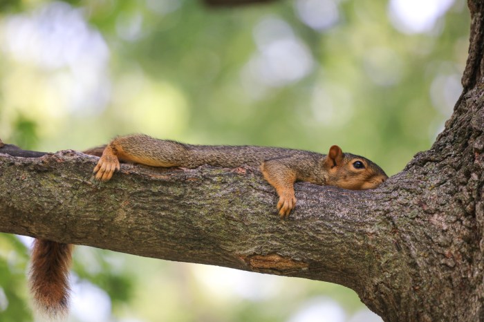 Fox Squirrels in Ann Arbor at the University of Michigan by Corey Seeman
