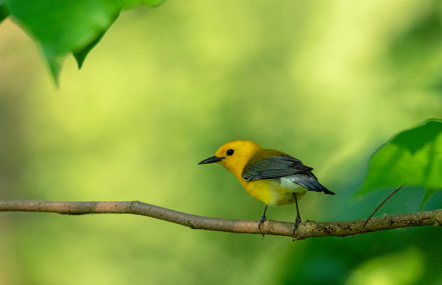 Prothonotary Warbler. by Kevin Povenz