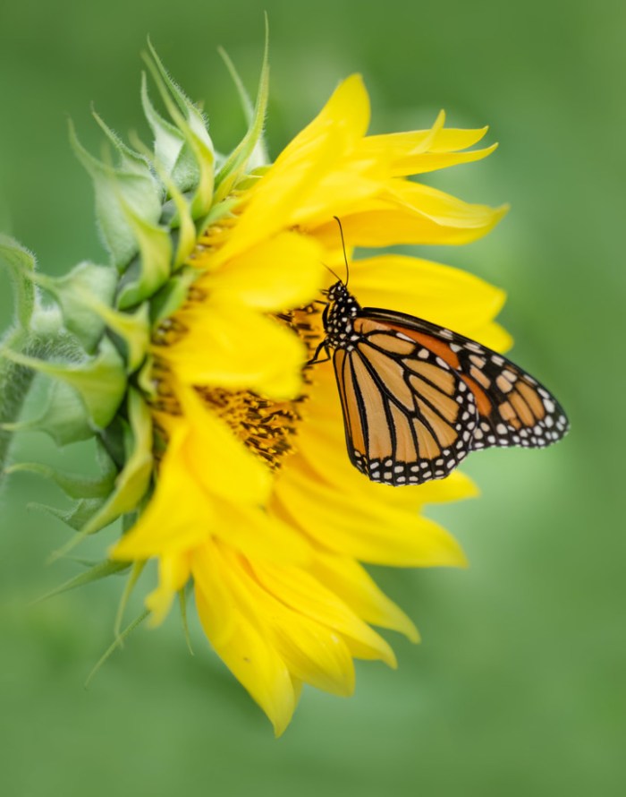 Sunflower & Monarch! by Michelle Leale