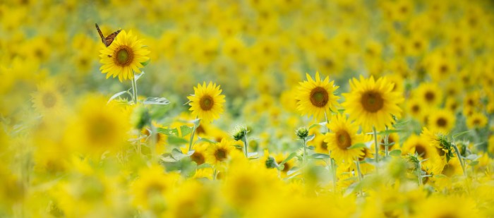 Sunflowers & Monarch by Michelle Leale