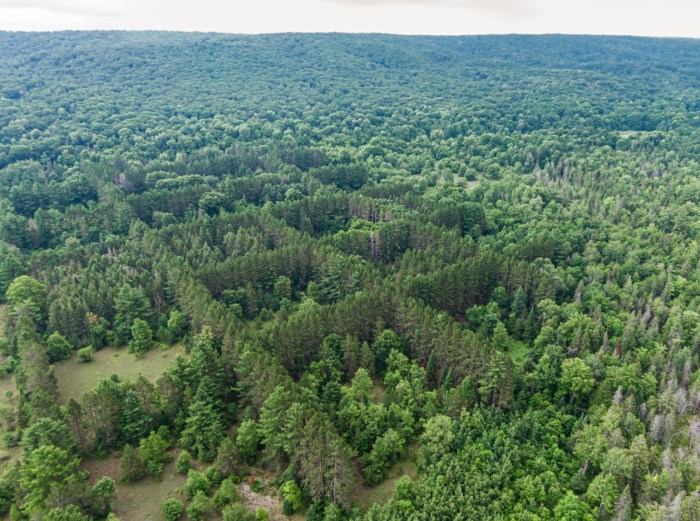 Tic Tac Toe in the Woods by Laurent Fady