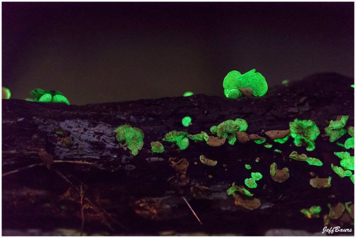 Bioluminscent Oyster Mushrooms by Jeff Baurs
