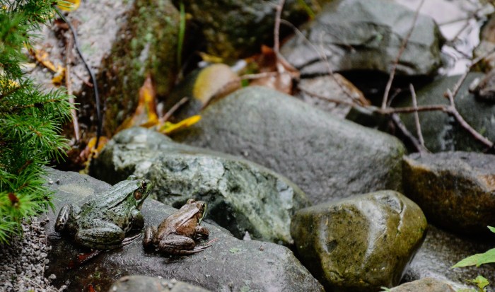 Frog Watching by Dan Bruell