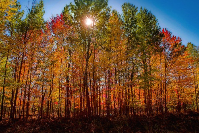 Sunlight through the autumn trees by TP Mann