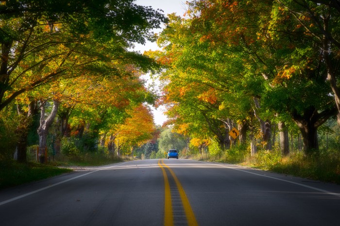 Tunnel of Trees by Mark Smith