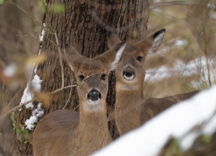 Deer by James Marvin