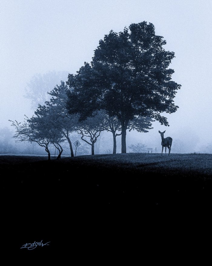 Deer in Field with Tree by Etzel Noble
