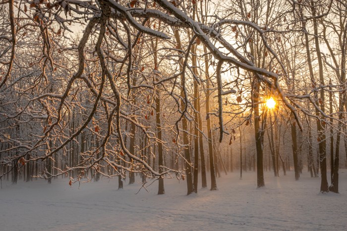 Morning by Emanuel Dragoi