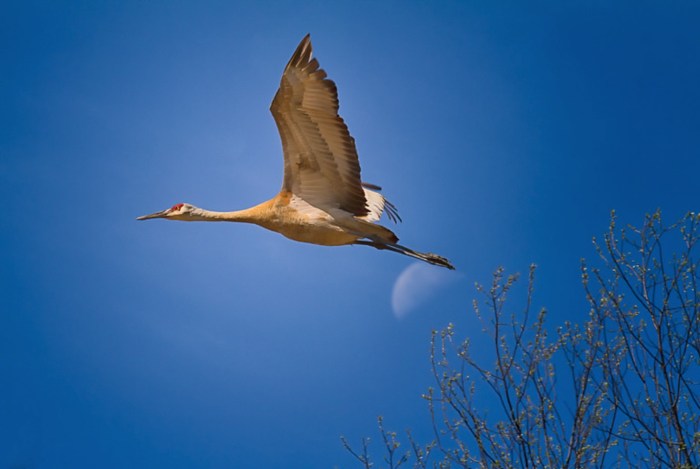 Over the Moon by Todd Bielby