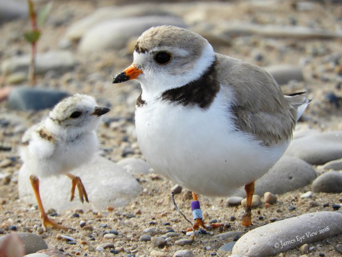 Piping Plovers by JamesEyeViewPhotography