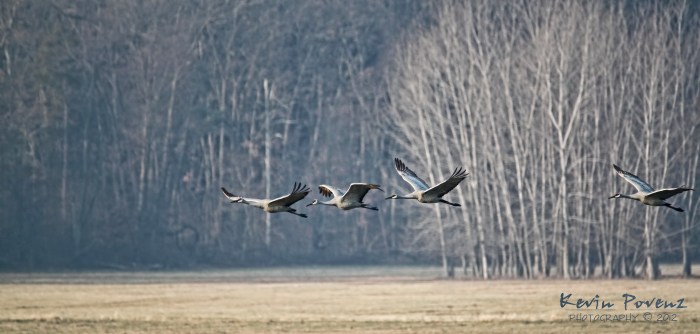 Sandhill Cranes by Kevin Povenz