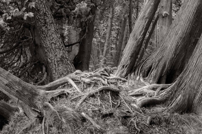 Gathering Place by Rodney Martin