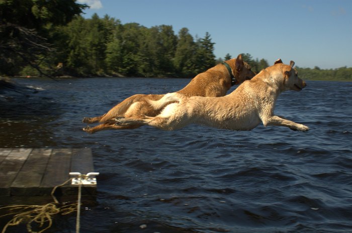 Flying Twins by Tate King