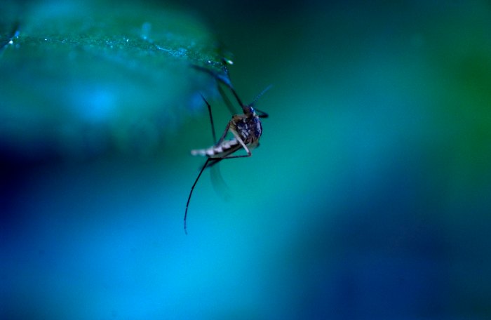 Mosquito by Stephanie