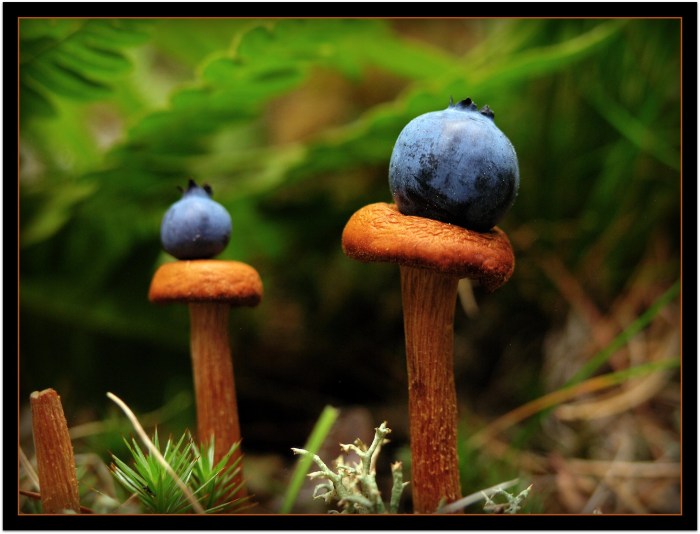 Seussberries by Blondieyooper