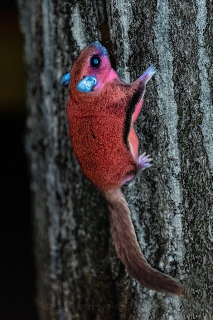 Southern Flying Squirrel Showing Biofluorescene by Lee Rentz