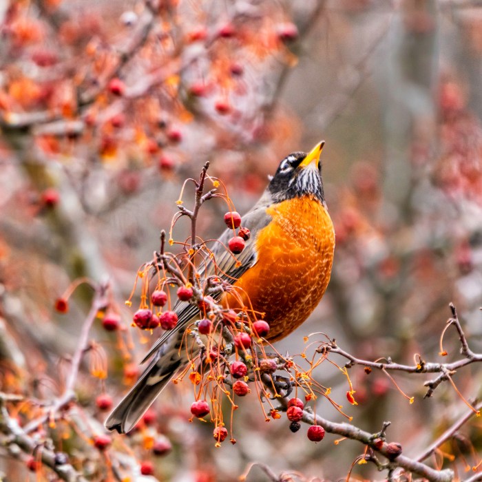 Robin by Charles Bonham