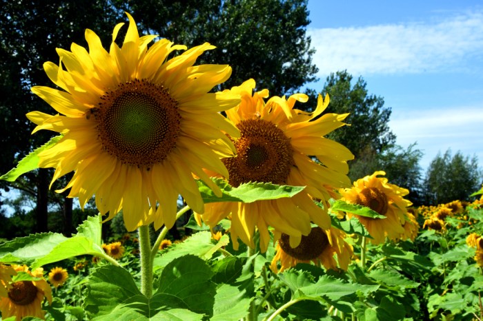 Sunflowers by Diane Greene Lent