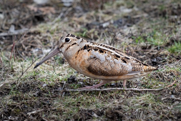 Woodcock by Bruce Bertz