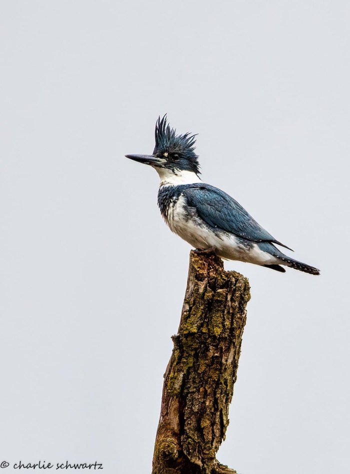 Male Belted Kingfisher by cncphotos
