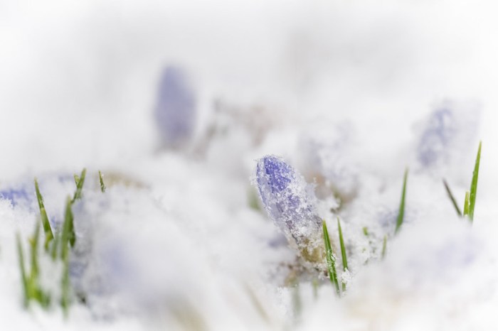 Michigan Spring?!? by Michelle Leale