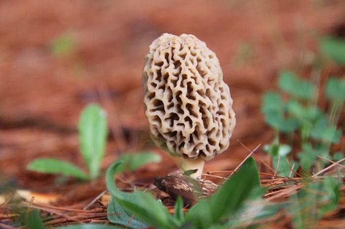Mushrooms on Pine View Golf Course by Corey Seeman