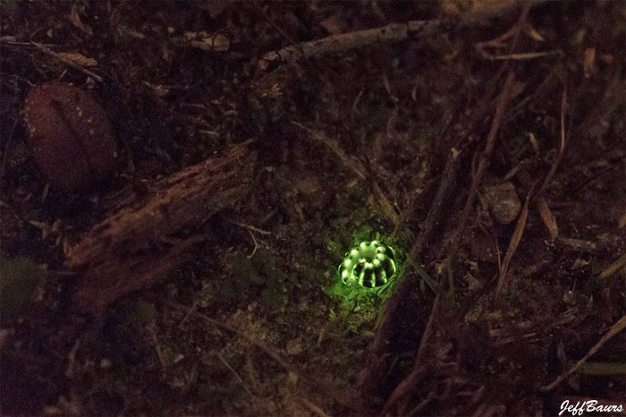 Railroad Worm by Jeff Baurs