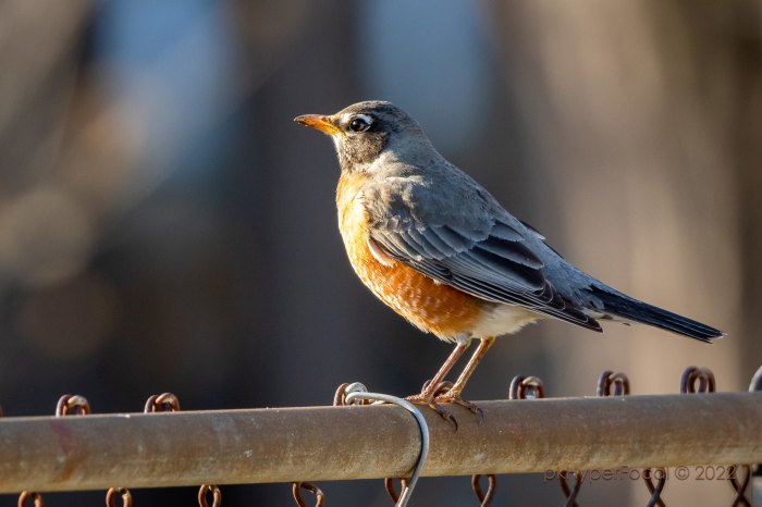Sunshine Robin by PK HyperFocal