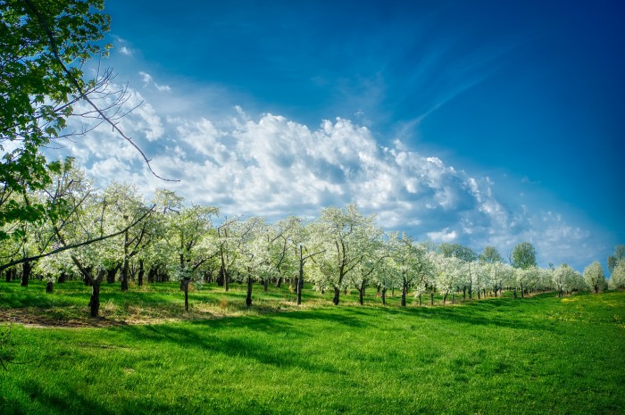 Cherry Jubilation by Mark Smith