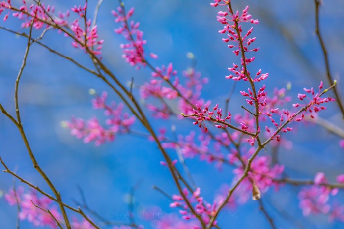 Eastern Redbud Blooming in Michigan by Lee Rentz