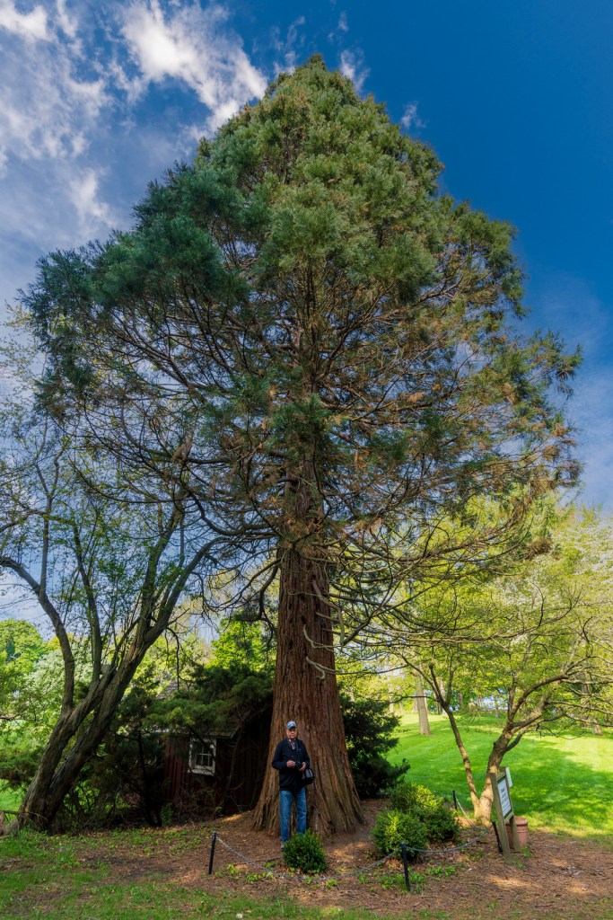 Giant Sequoia Tree Manistee, Michigan by Charles Bonham