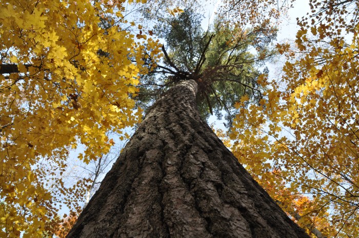 Hartwick Pines State Park by James Salinas