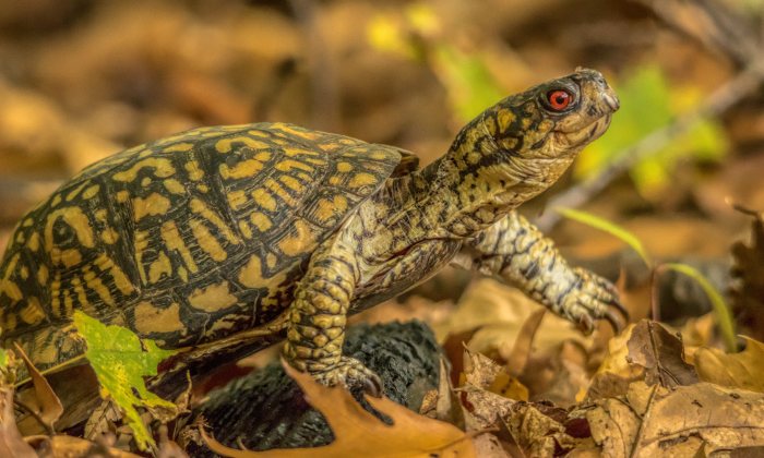 Phillip the Box Turtle by Kevin Povenz