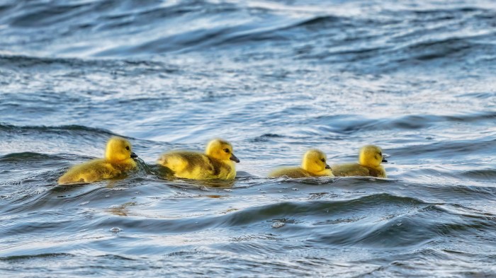 Riding the Waves by David Juckett