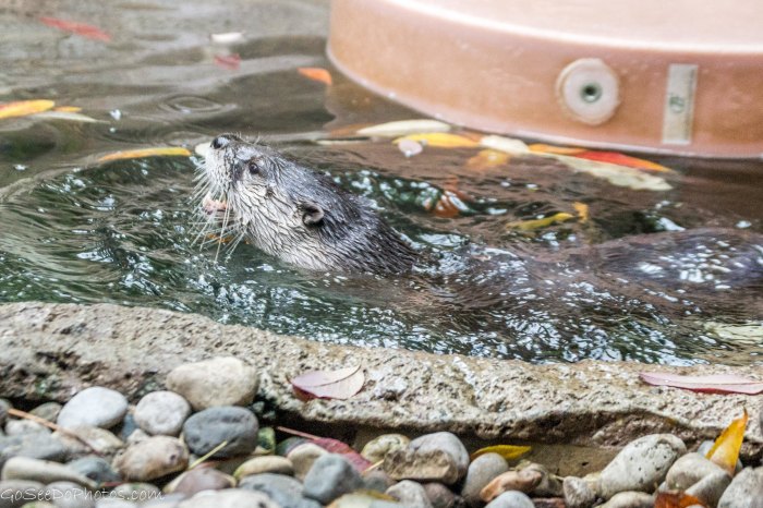 River Otter by Ashleigh Mowers