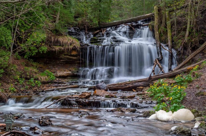 Wagner Falls and Marsh Marigolds by Footsore Photography